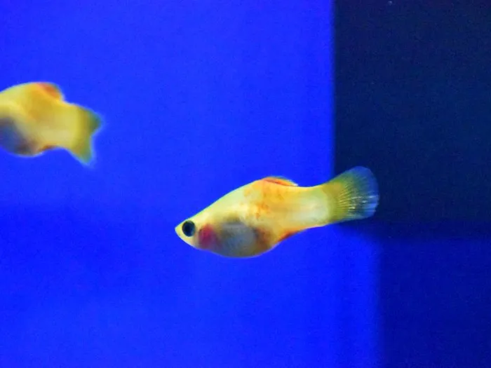 Unknown Breeders freshwater fish for sale at Summit Zoo.