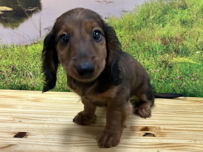 Male Dachshund puppy named Rusty for sale at Summit Zoo.