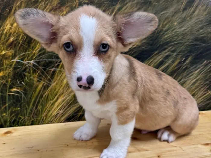 Male Auggie puppy named Chief for sale at Summit Zoo.