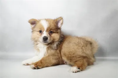 Male Pomeranian puppy named Guinness for sale at Summit Zoo.