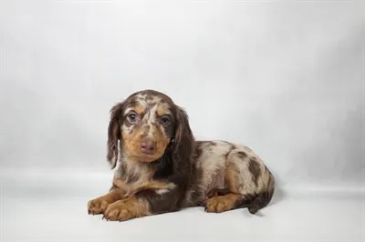 Male Dachshund puppy for sale at Summit Zoo.
