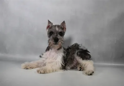 Male Mini Schnauzer puppy named Nutmeg for sale at Summit Zoo.