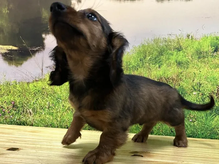 Male Dachshund puppy named Rusty for sale at Summit Zoo.