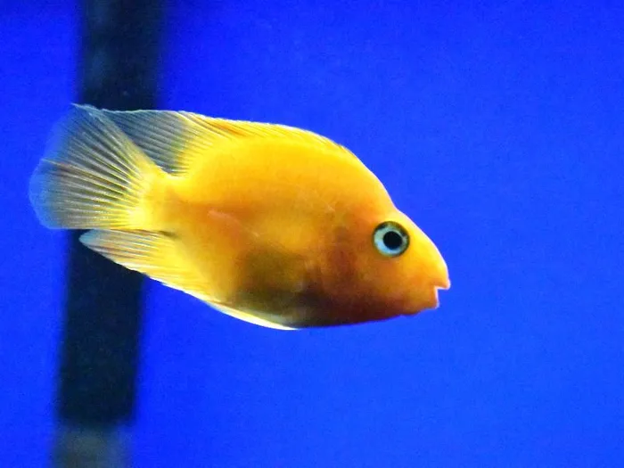 Unknown South American Cichlid freshwater fish for sale at Summit Zoo.