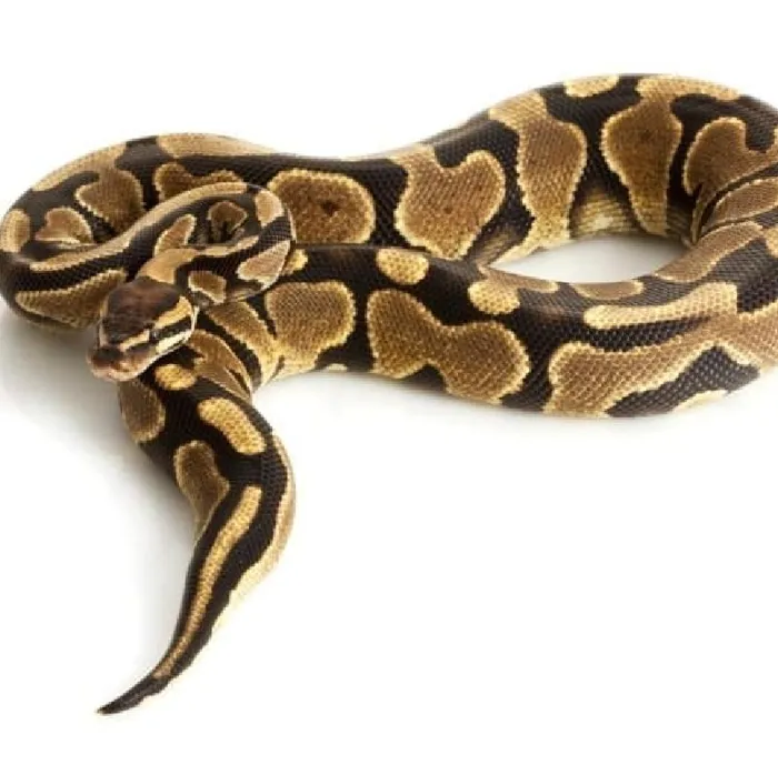 Unknown Cbb Ball Python reptile for sale at Summit Zoo.
