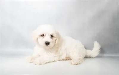 Female Coton De Tulear puppy named Bunny for sale at Summit Zoo.