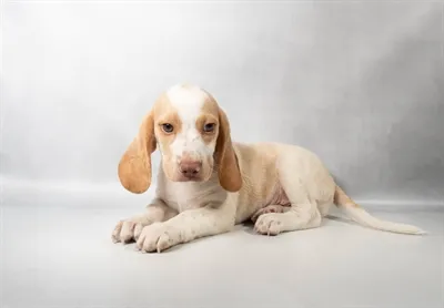 Male Beagle puppy named Ozark for sale at Summit Zoo.