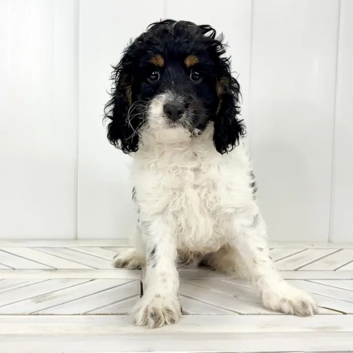 Male Cockapoo puppy named Woody for sale at Summit Zoo.