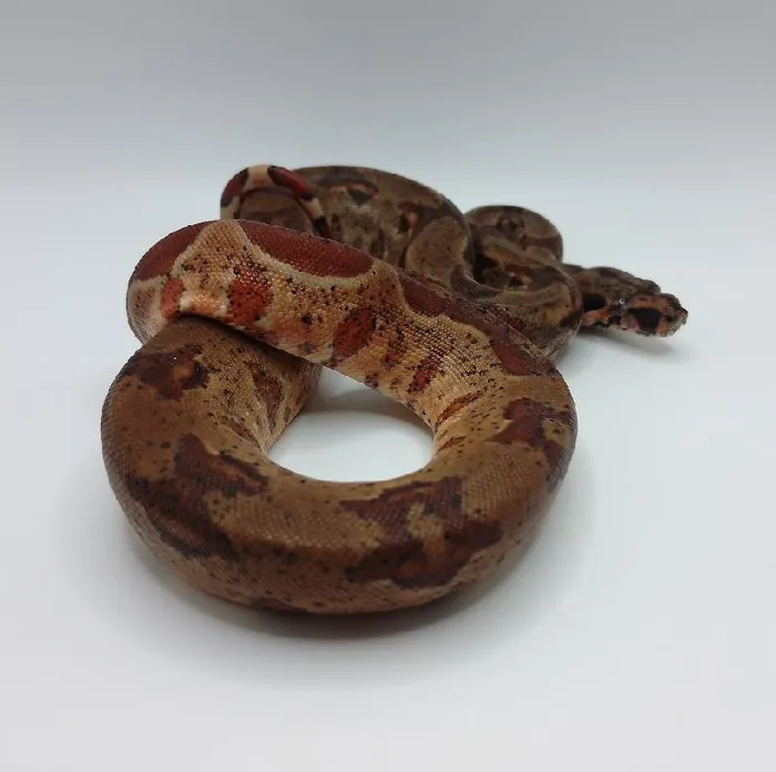 Unknown Hypo Colombian Boa reptile for sale at Summit Zoo.