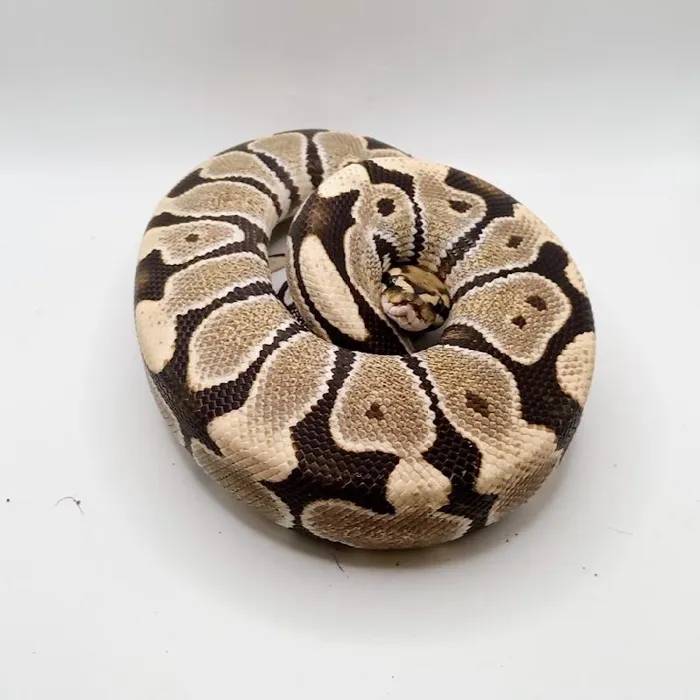 Unknown Firefly Ball Python reptile for sale at Summit Zoo.