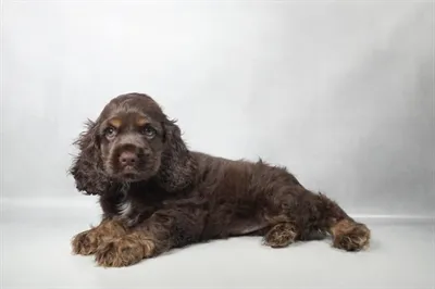 Female Cocker Spaniel puppy named Kahlua for sale at Summit Zoo.