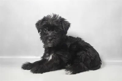 Female Morkie puppy named Lily for sale at Summit Zoo.