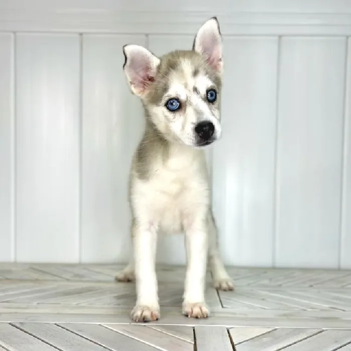Female Pomsky puppy named Wonder Woman for sale at Summit Zoo.