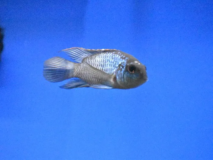 Unknown South American Cichlid freshwater fish for sale at Summit Zoo.