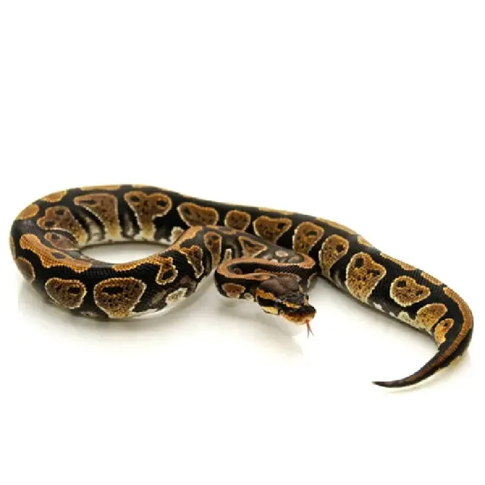 Unknown Adult Classic Ball Python reptile for sale at Summit Zoo.