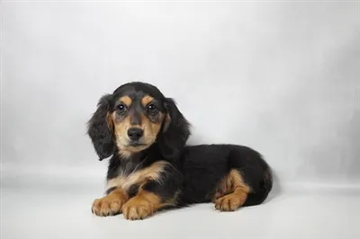Female Dachshund puppy for sale at Summit Zoo.