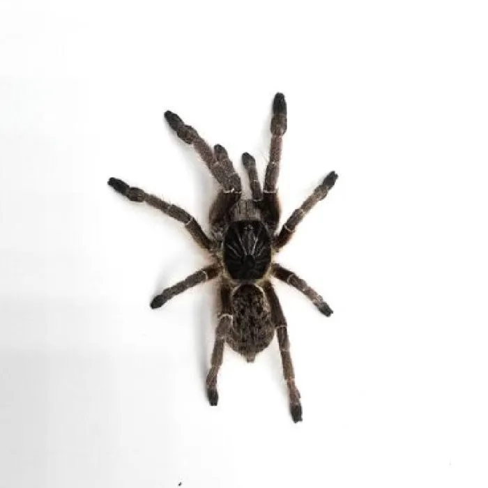 Unknown Burgundy Goliath Bird Eating Tarantula reptile for sale at Summit Zoo.
