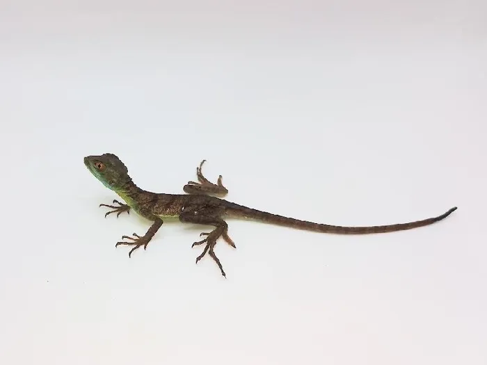 Unknown Green Basilisk reptile for sale at Summit Zoo.