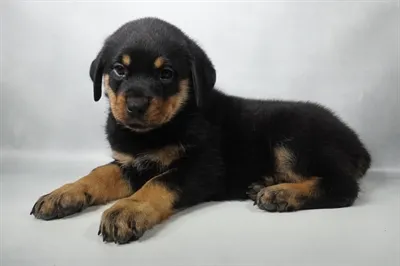 Female Rottweiler puppy named Rose for sale at Summit Zoo.