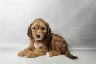 Male Cavapoo puppy named Neveda for sale at Summit Zoo.