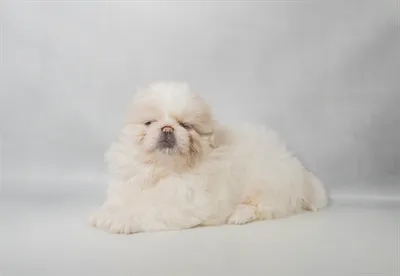 Male Pekingese puppy named Cricket for sale at Summit Zoo.