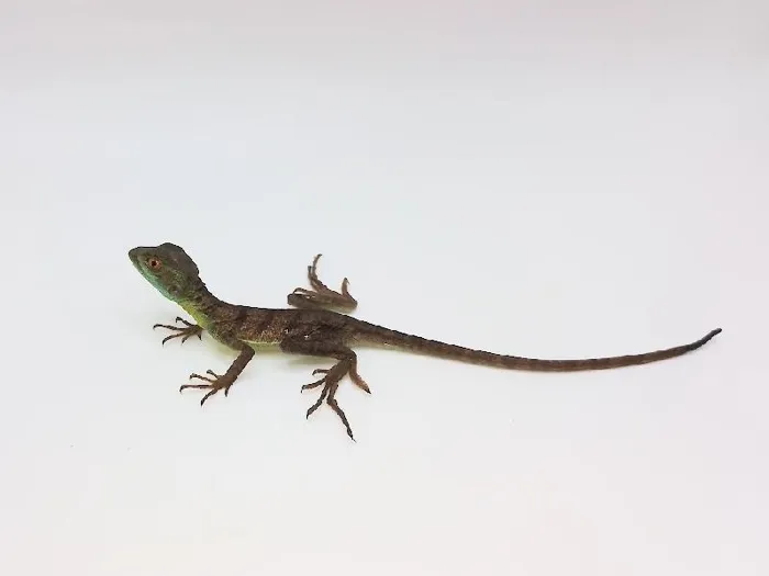 Unknown Green Basilisk reptile for sale at Summit Zoo.