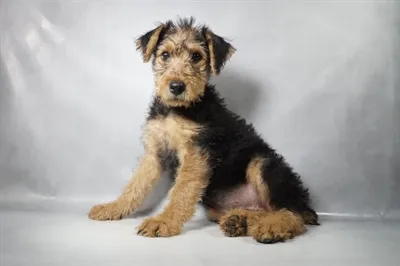 Female Airedale Terrier puppy named Iris for sale at Summit Zoo.