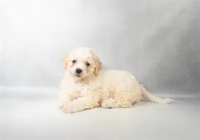 Female Teddy Bear puppy named Cameron for sale at Summit Zoo.