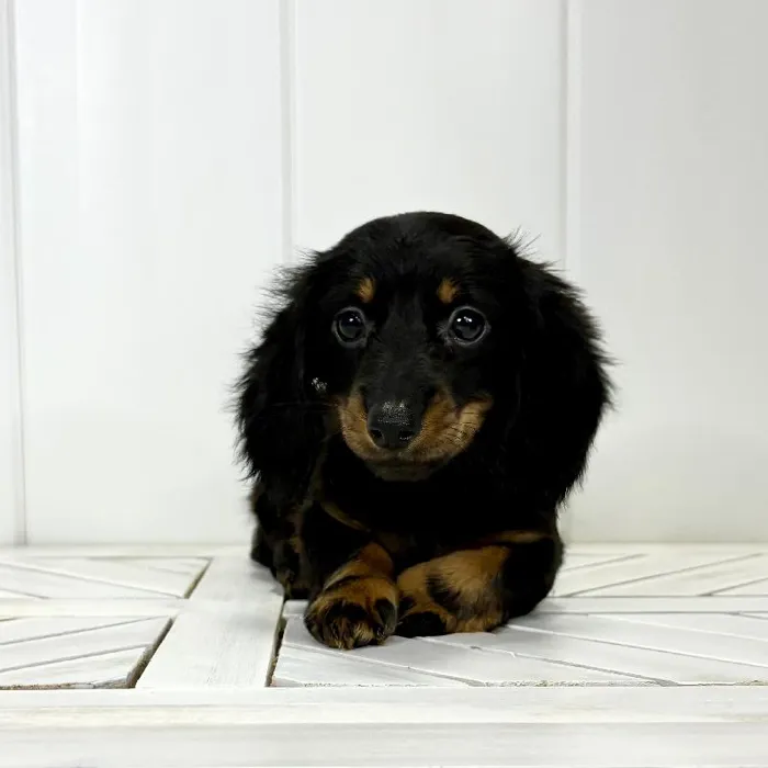 Female Dachshund puppy named Dachsie for sale at Summit Zoo.