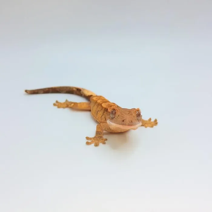 Unknown Crested Gecko reptile for sale at Summit Zoo.