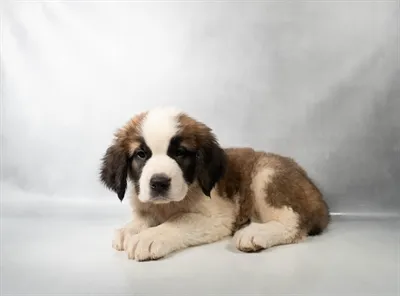 Female Saint Bernard puppy named Genevieve for sale at Summit Zoo.