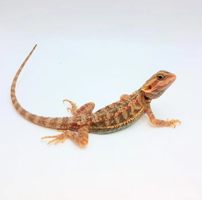 Unknown Translucent Bearded Dragon reptile for sale at Summit Zoo.