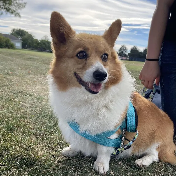 Female Pembroke Welch Corgi Adoption adoption dog named Kimber for sale at Summit Zoo.