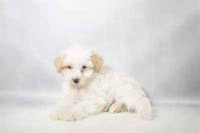 Male Schnoodle puppy for sale at Summit Zoo.