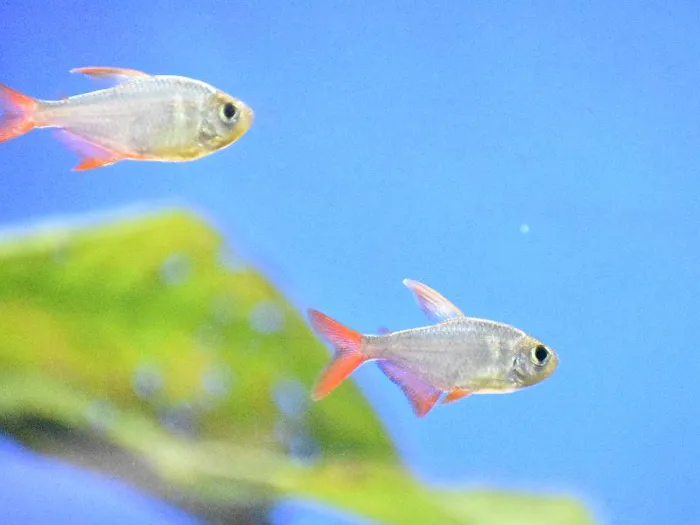 Unknown Tetras freshwater fish for sale at Summit Zoo.