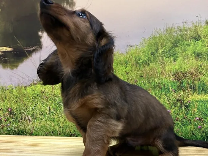Male Dachshund puppy named Rusty for sale at Summit Zoo.
