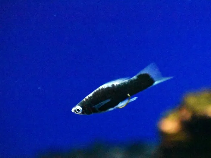 Unknown Breeders freshwater fish for sale at Summit Zoo.
