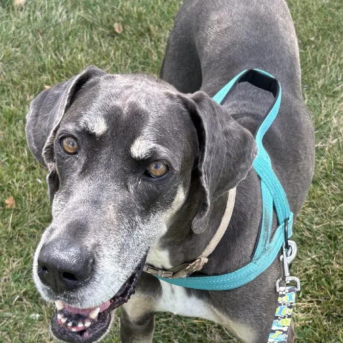 Female Great Dane (Adoption) adoption dog named Luna for sale at Summit Zoo.