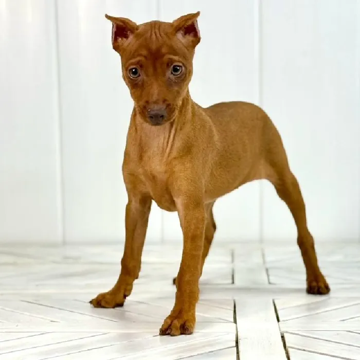 Female Min Pin puppy named Blinky for sale at Summit Zoo.