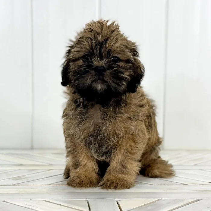 Male Shiffon puppy named Louis for sale at Summit Zoo.