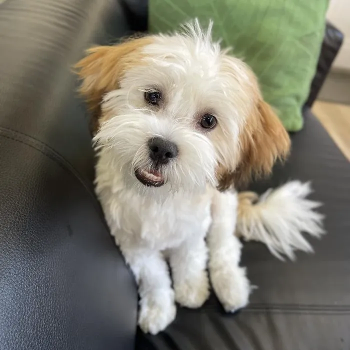 Male La-Chon puppy named Cedar for sale at Summit Zoo.