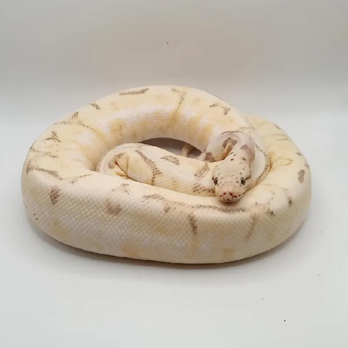 Unknown Od Spinner Ball Python reptile for sale at Summit Zoo.
