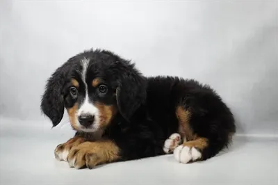 Male Bernese Mountain Dog puppy for sale at Summit Zoo.