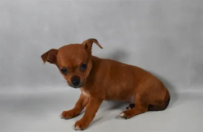 Female Chihuahua puppy named Pumpkin for sale at Summit Zoo.