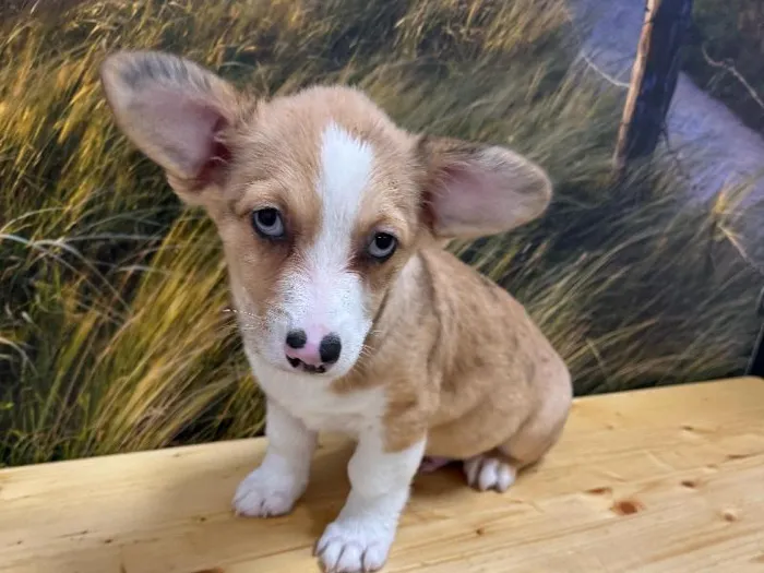 Male Auggie puppy named Chief for sale at Summit Zoo.