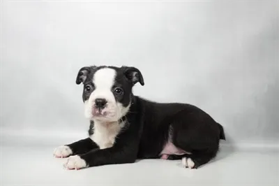 Male Boston Terrier puppy for sale at Summit Zoo.