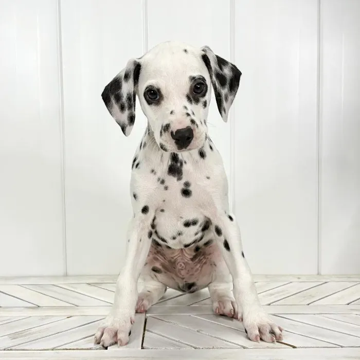 Male Dalmatian puppy named Pongo for sale at Summit Zoo.