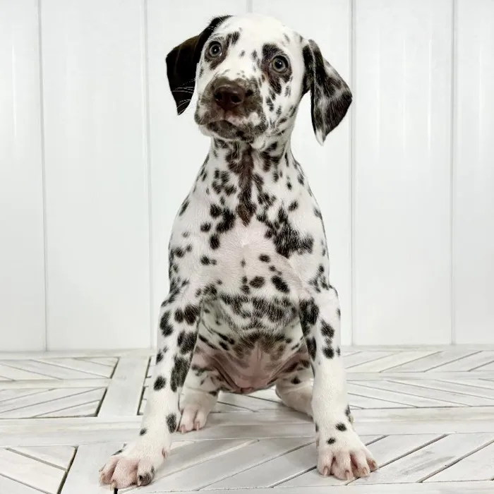Female Dalmatian puppy named Perdita for sale at Summit Zoo.