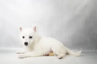 Female American Eskimo puppy named Spritz for sale at Summit Zoo.