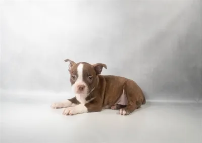 Female Boston Terrier puppy named Birdie for sale at Summit Zoo.